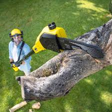 Trusted Ely, NV Tree Care Services Experts