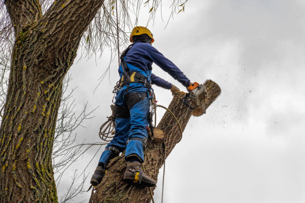 Best Arborist Consultation Services  in Ely, NV