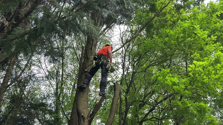 Best Tree Trimming and Pruning  in Ely, NV