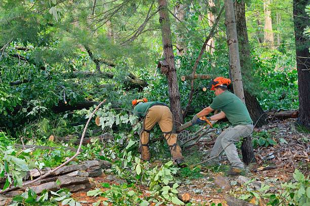 Best Tree Disease Treatment  in Ely, NV