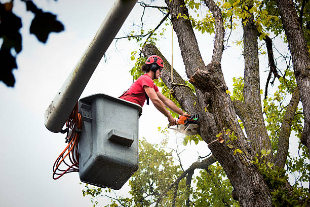 Best Fruit Tree Pruning  in Ely, NV